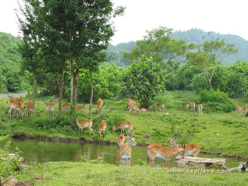 taman_safari_ii_03.jpg